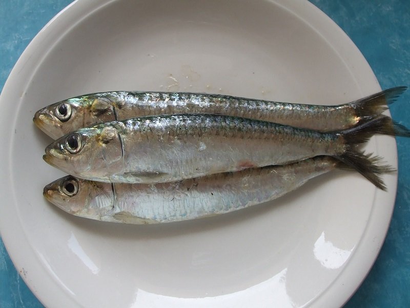 сардины