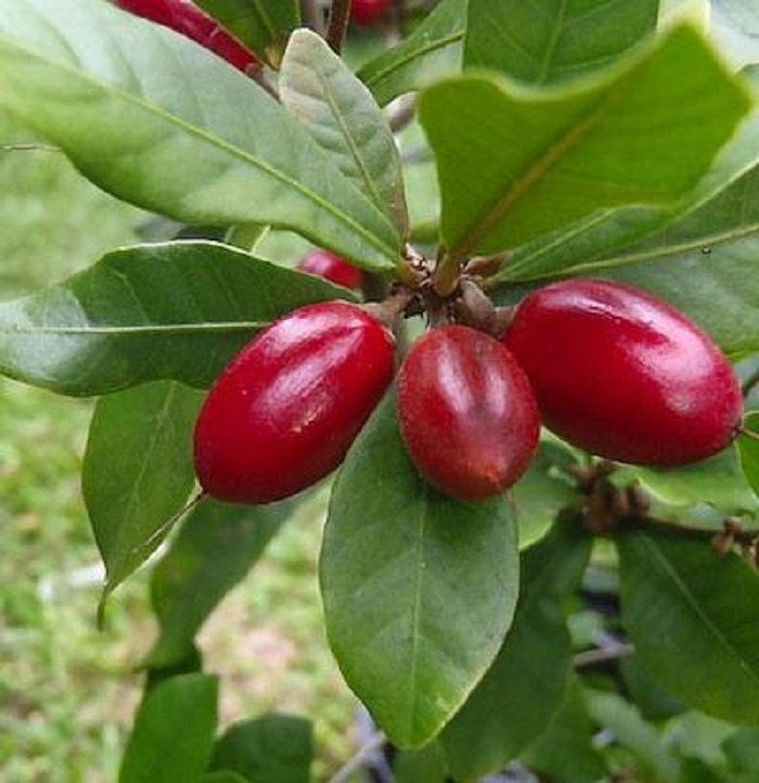 экзотические фрукты