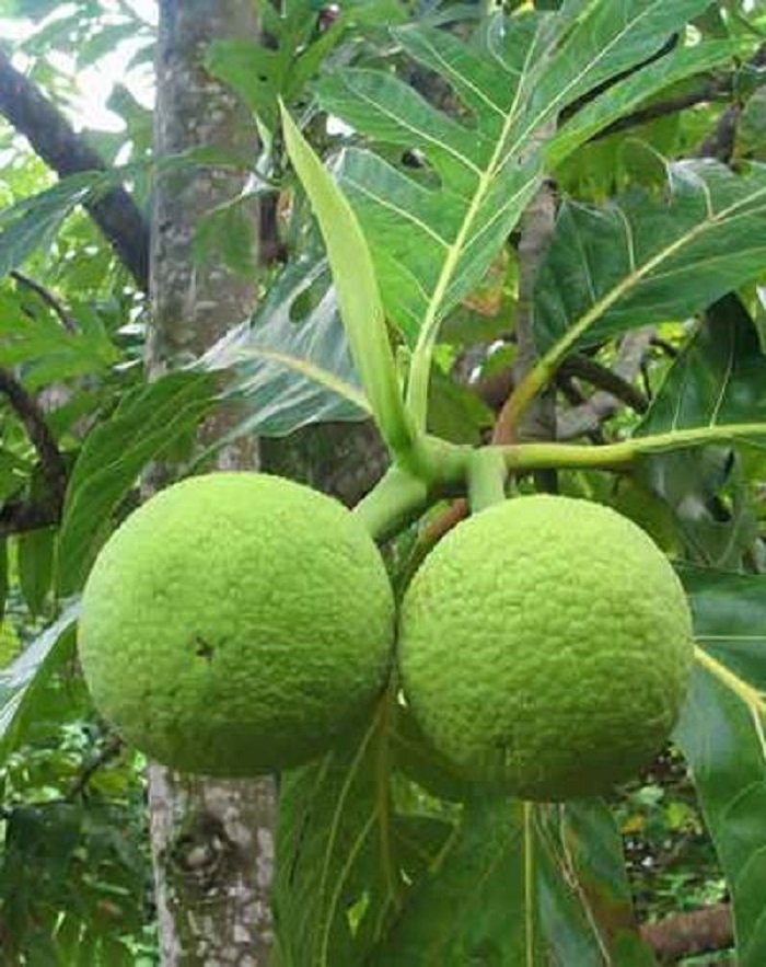 экзотические фрукты