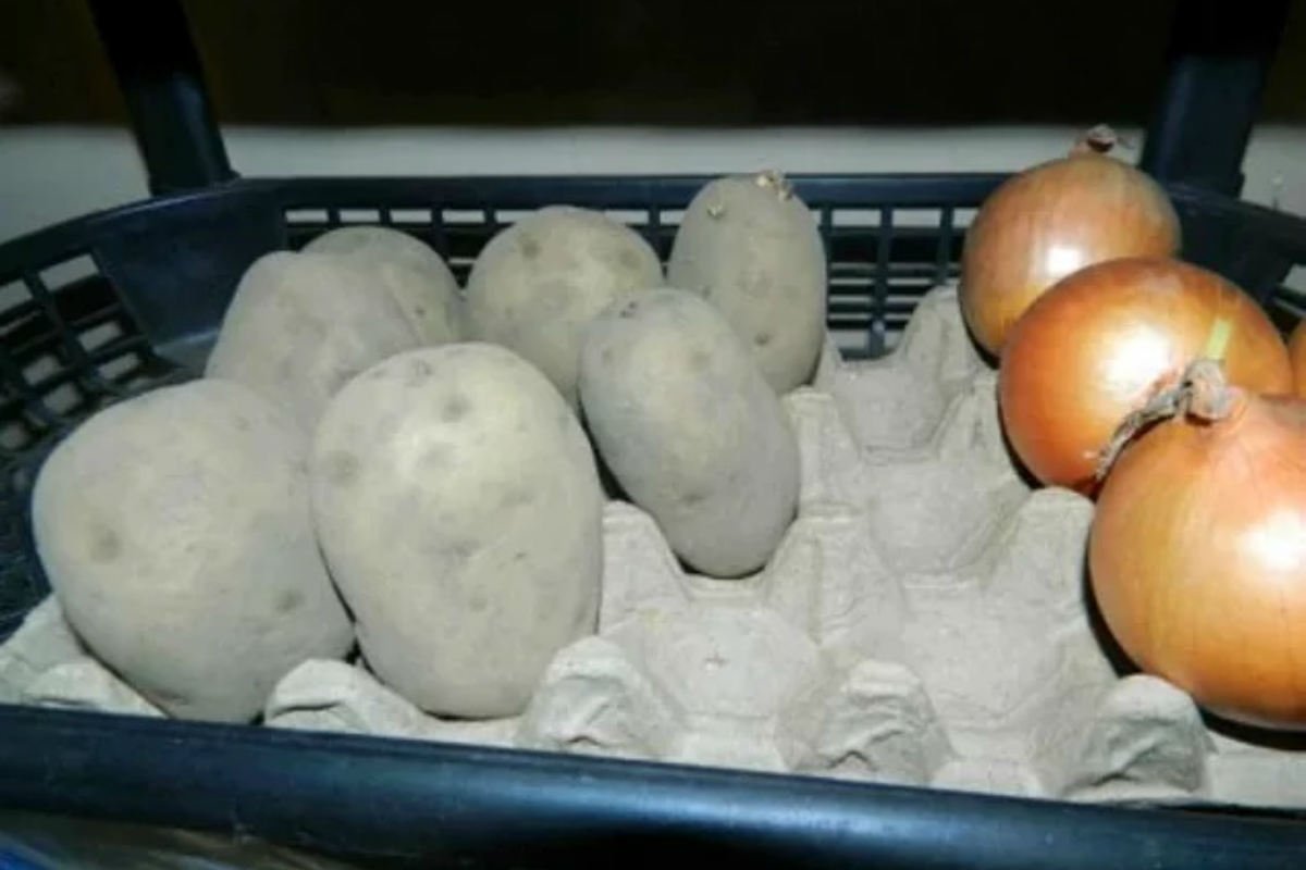 упаковка для яиц для хранения фруктов фото