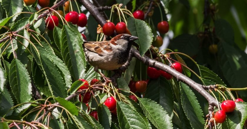 Как отпугнуть птиц от черешни и вишни
