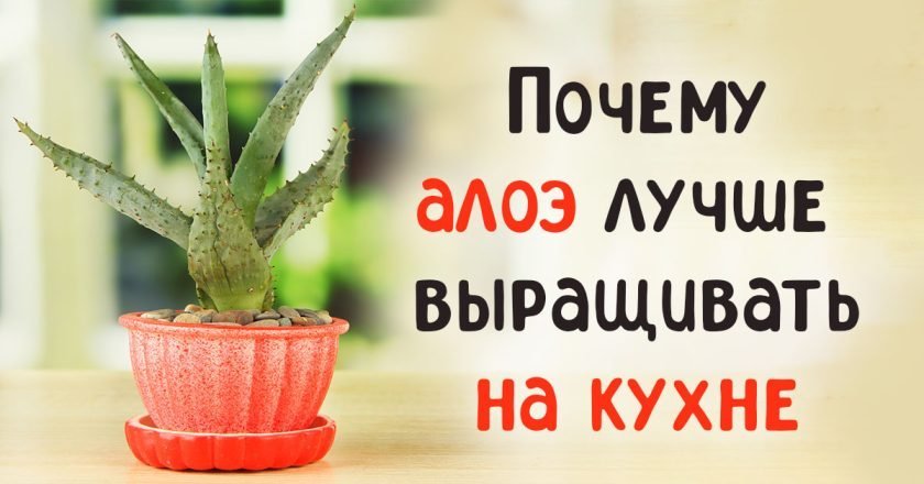 алоэ на кухне