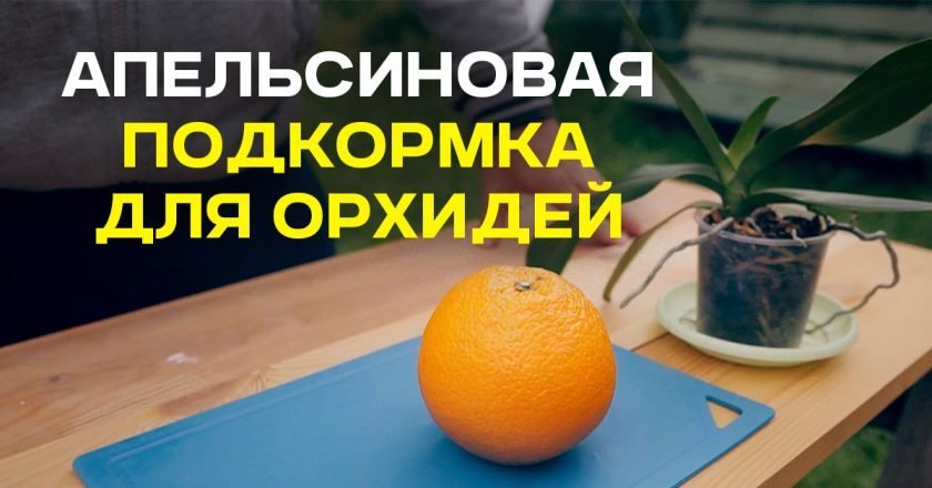 апельсиновая подкормка для орхидей