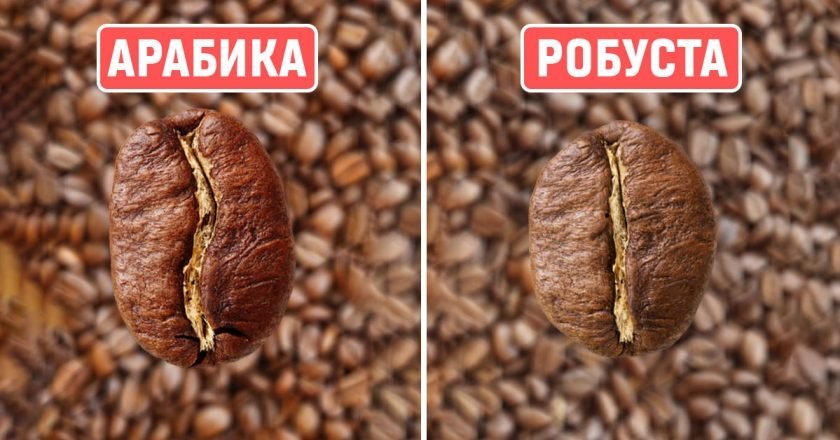 арабика и робуста