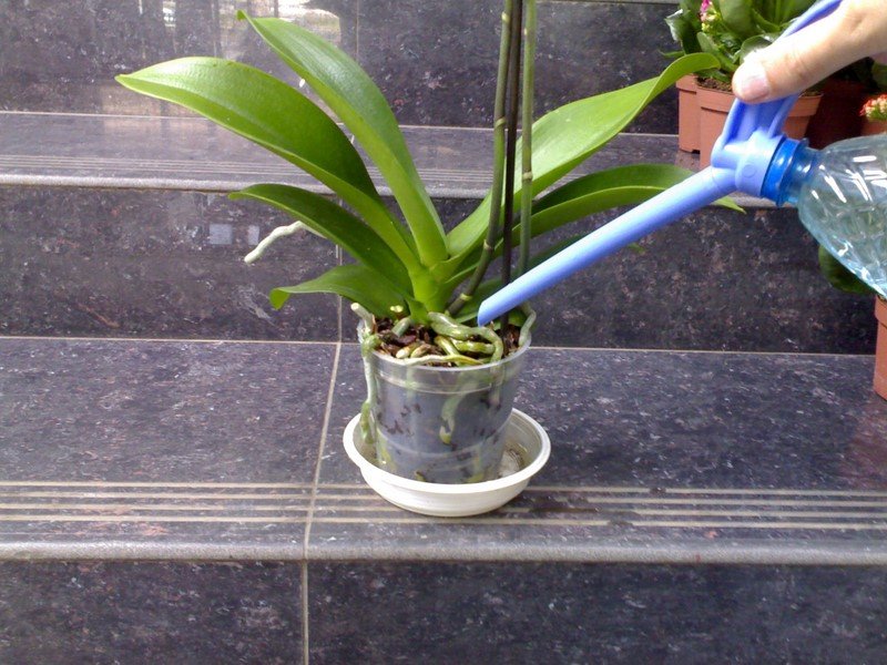 Banánová kôra pre orchidey