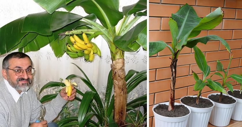 банановое дерево дома