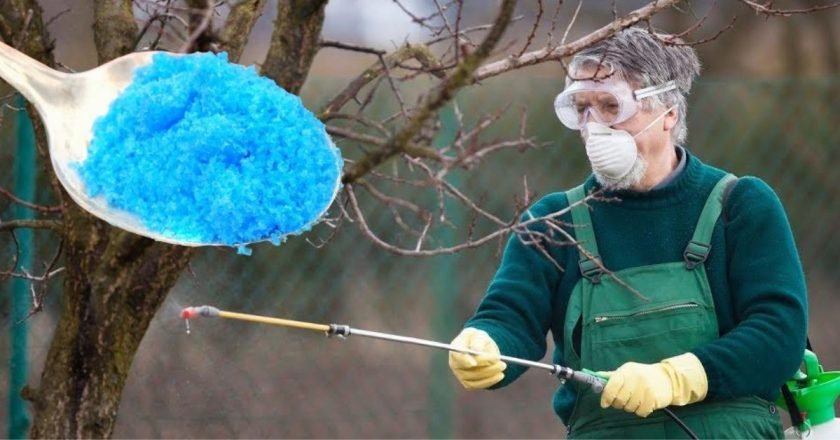 борьба с вредителями на деревьях