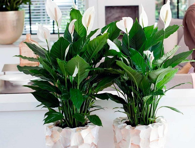 Спатифиллум