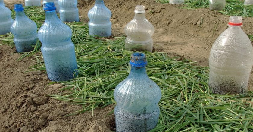 Бутылки в огороде