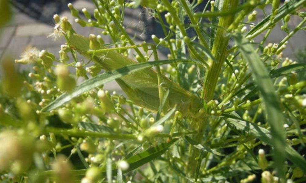 кузнечик спрятался