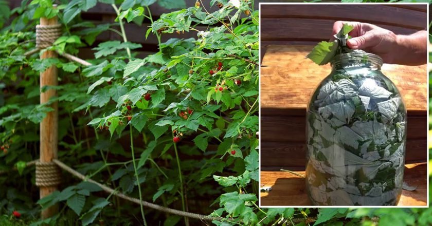 польза чая из листьев малины