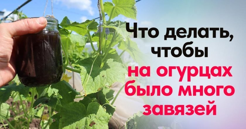 подкормка огурцов