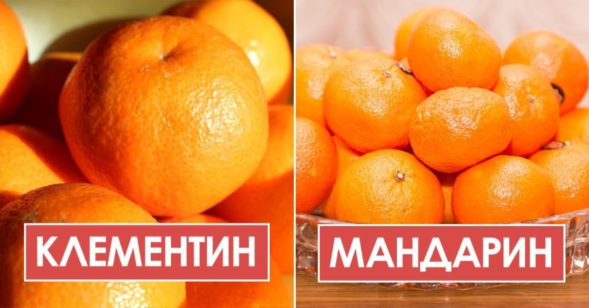 Чем отличается клементин от мандарина
