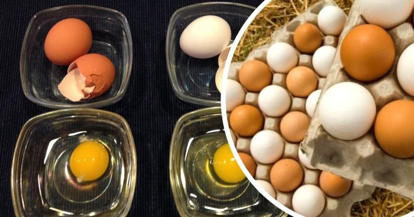 Чем отличаются белые яйца от коричневых