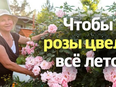 Чем подкармливать розы во время цветения