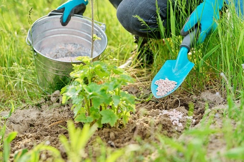 подкормка смородины