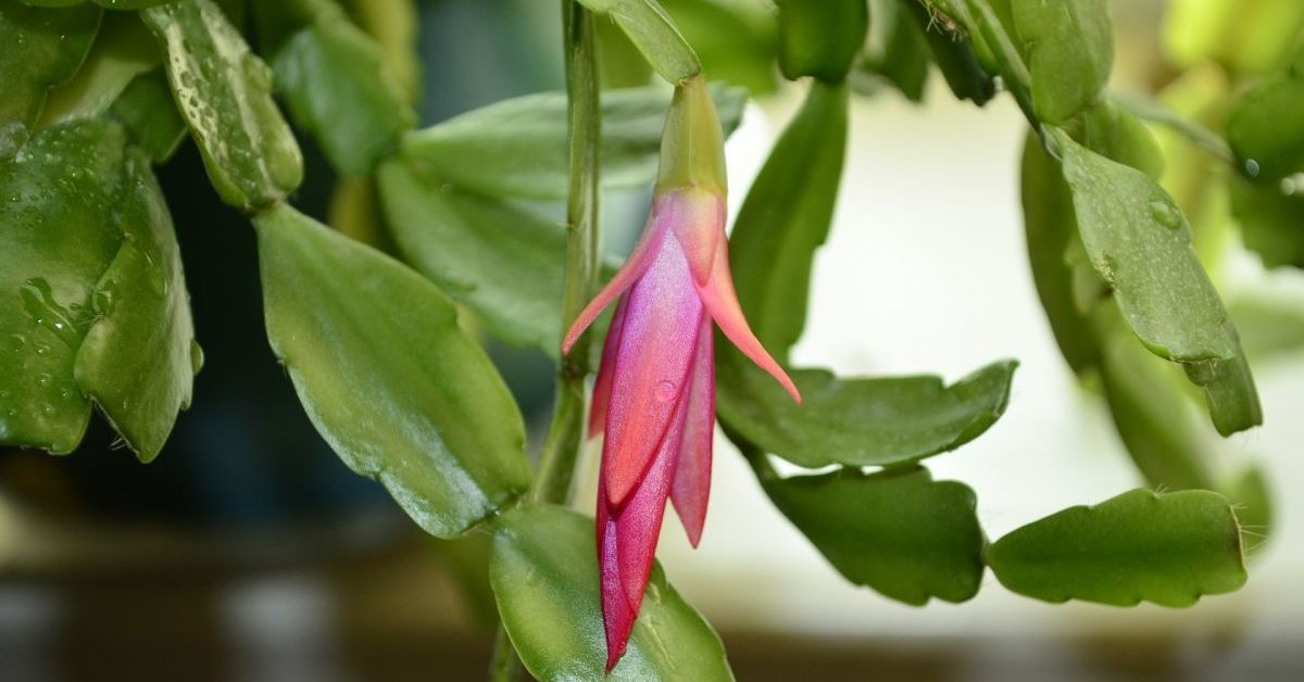 уход за декабристом