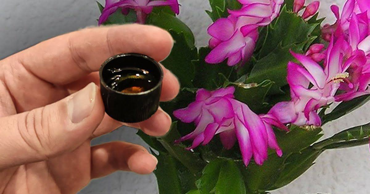 декабрист растение