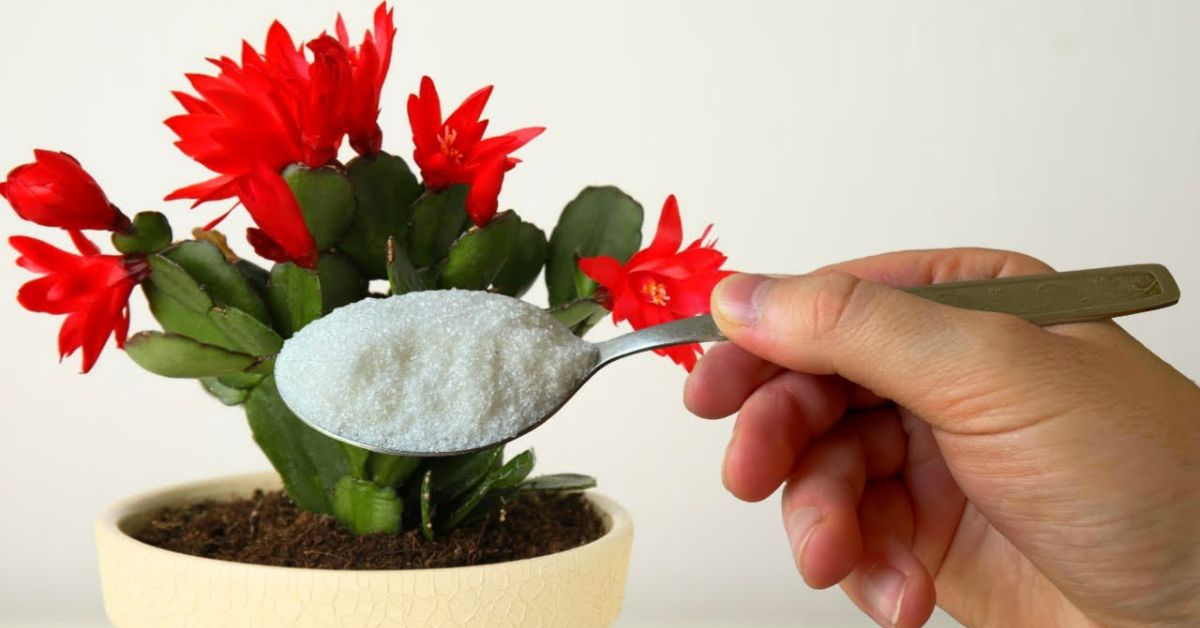 чем подкормить декабрист