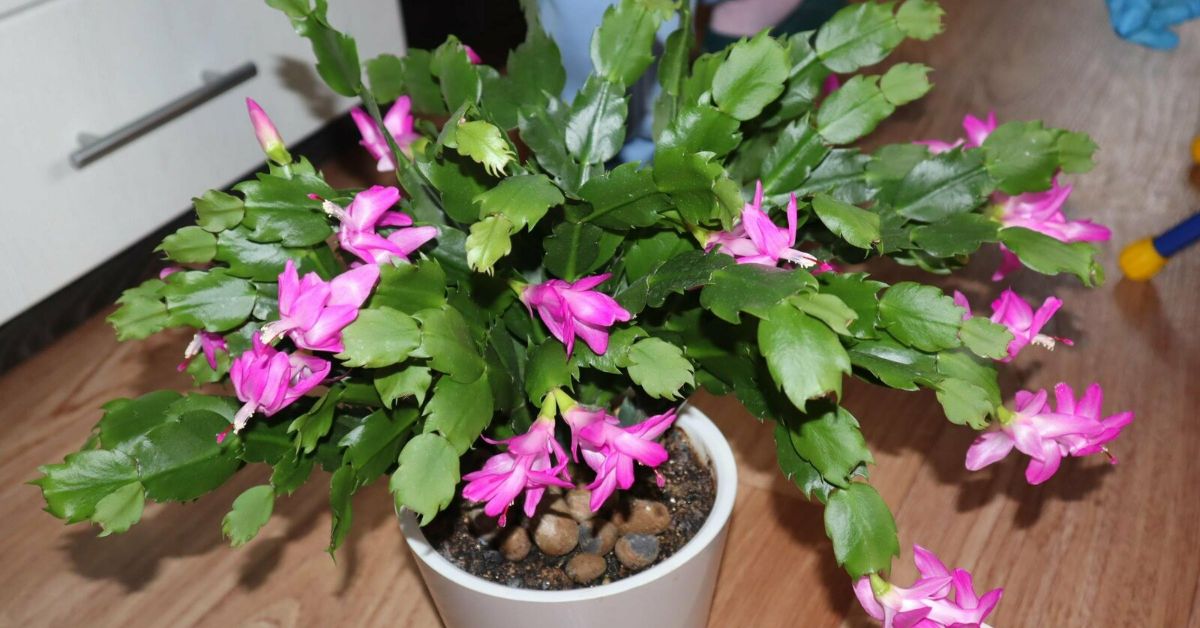 подкормка для декабриста