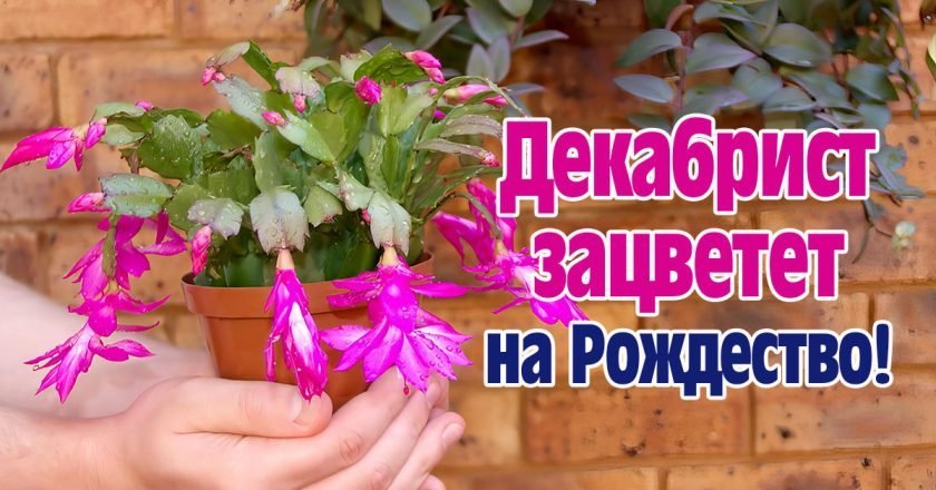 Чем подкормить декабрист, чтобы он зацвел