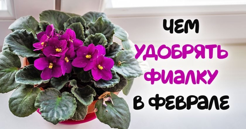 чем подкормить фиалку