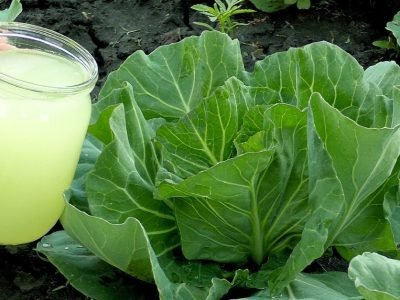 Чем подкормить капусту для завязывания