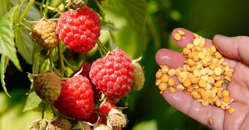 чем подкормить малину