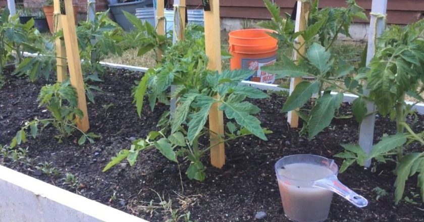 чем подкормить помидоры после высадки