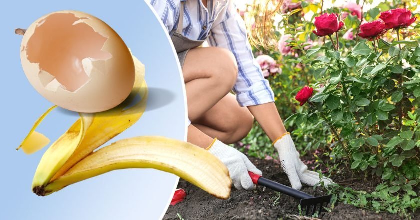 чем подкормить розы во время цветения