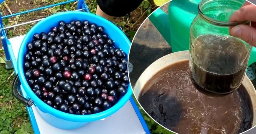 чем подкормить смородину в мае