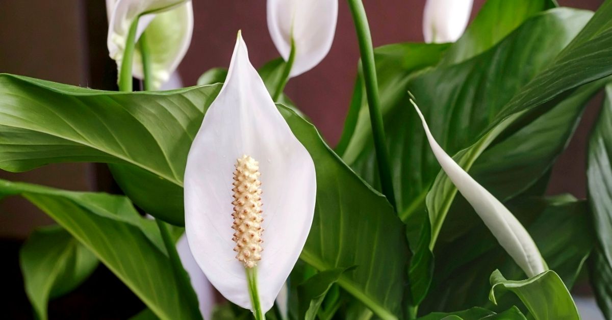 спатифиллум