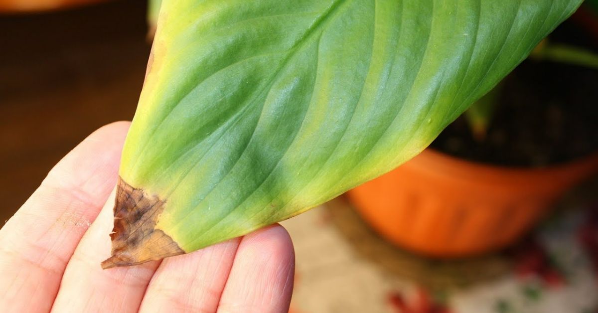 женское счастье