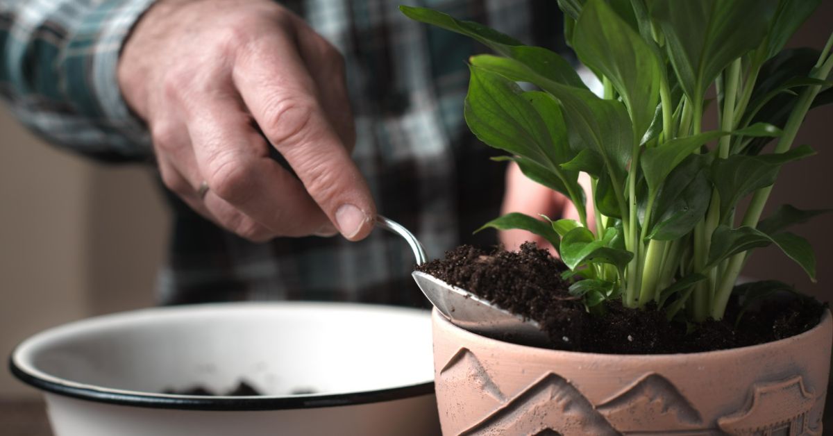 уход за спатифиллумом