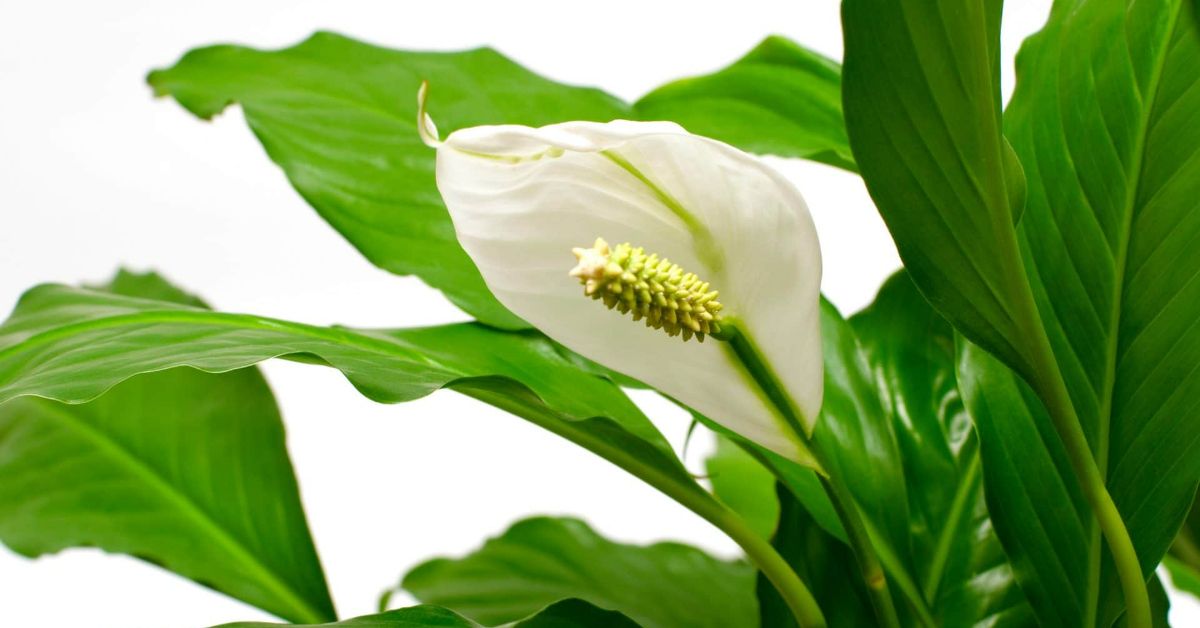 чем подкормить спатифиллум