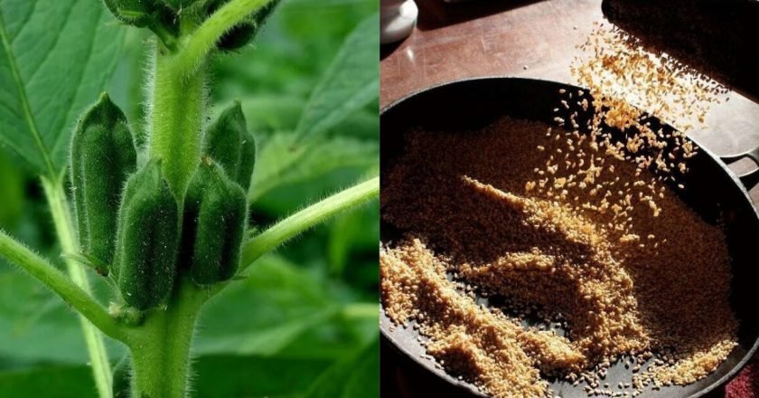 чем полезен кунжут для женщин