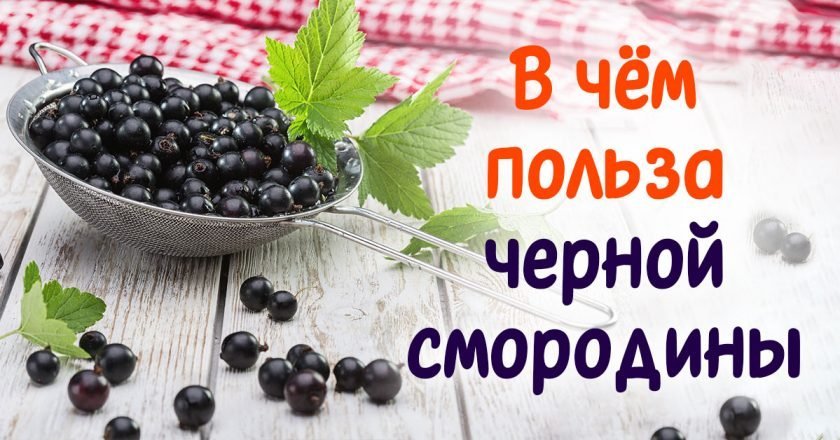 чем полезна черная смородина