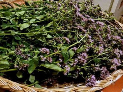 Чем полезна душица: незаменимая трава для здоровья