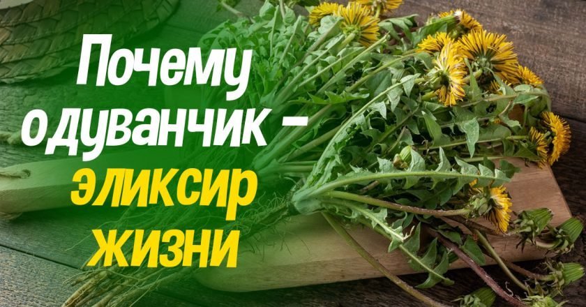 чем полезны одуванчики