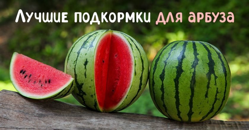 Чем удобрять арбузы: лучшие варианты чем удобрять арбузы