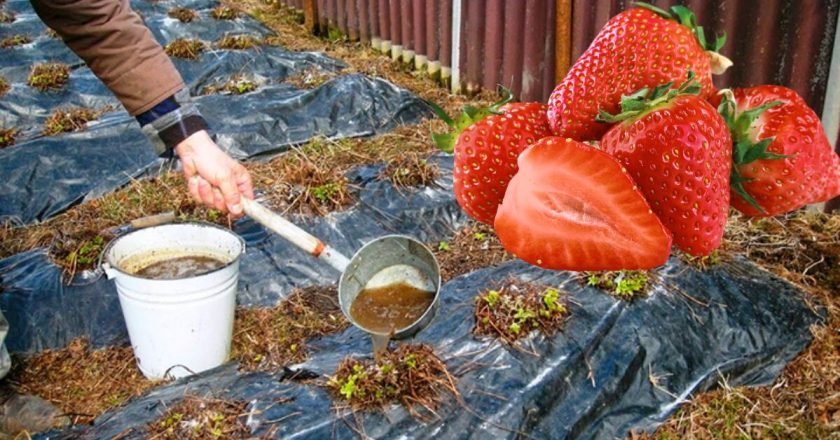 чем удобрять клубнику