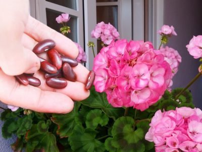 Чем удобрять пеларгонию, чтобы она зацвела