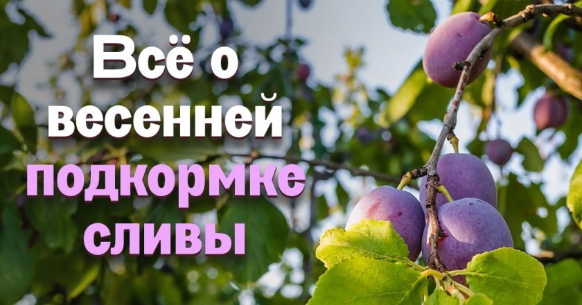 чем удобрять сливу