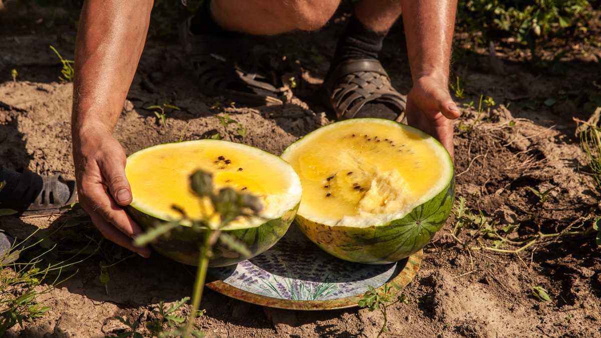 в чем разница между желтым и красным арбузом. Смотреть фото в чем разница между желтым и красным арбузом. Смотреть картинку в чем разница между желтым и красным арбузом. Картинка про в чем разница между желтым и красным арбузом. Фото в чем разница между желтым и красным арбузом