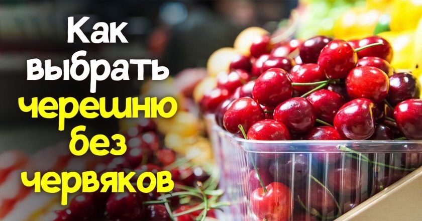 Черешня без червей: как правильно выбрать черешня без червей