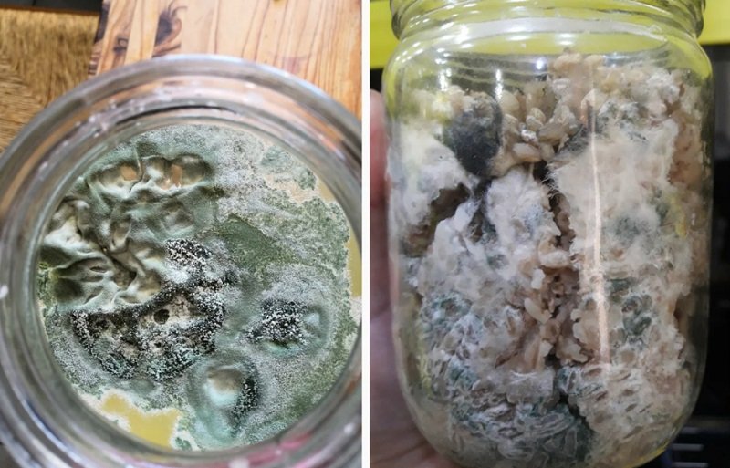 как вырастить триходерму