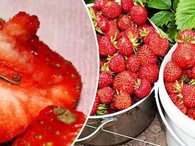 Черви в клубнике: как избавиться от вредителя