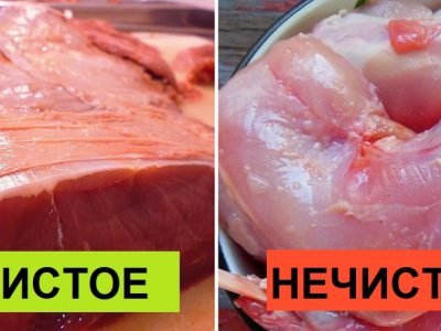 Чистые и нечистые животные