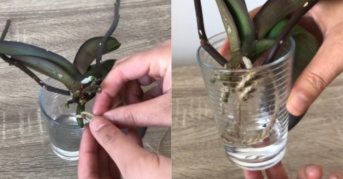 Что делать, если у орхидеи гниют корни