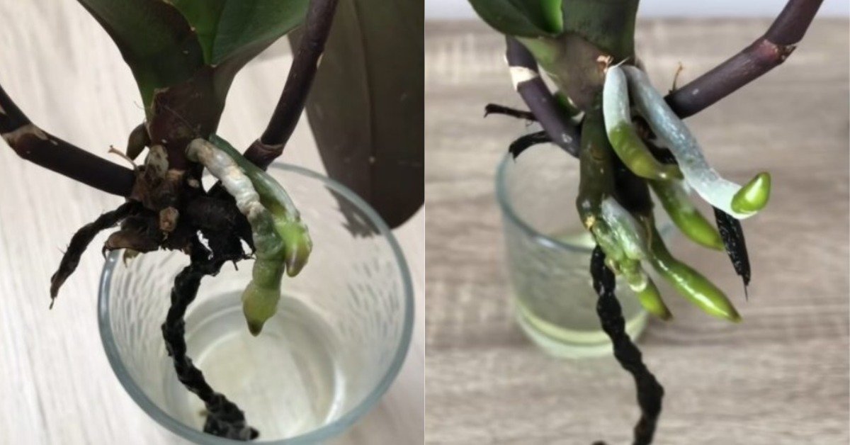 Орхидея как укрепить корни волос